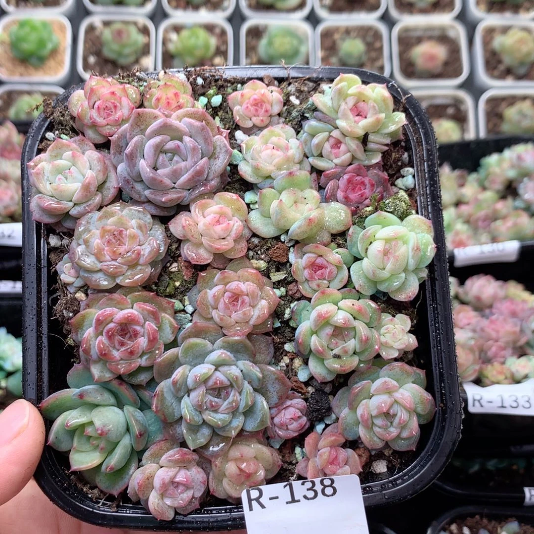 无花朵R138英语英语