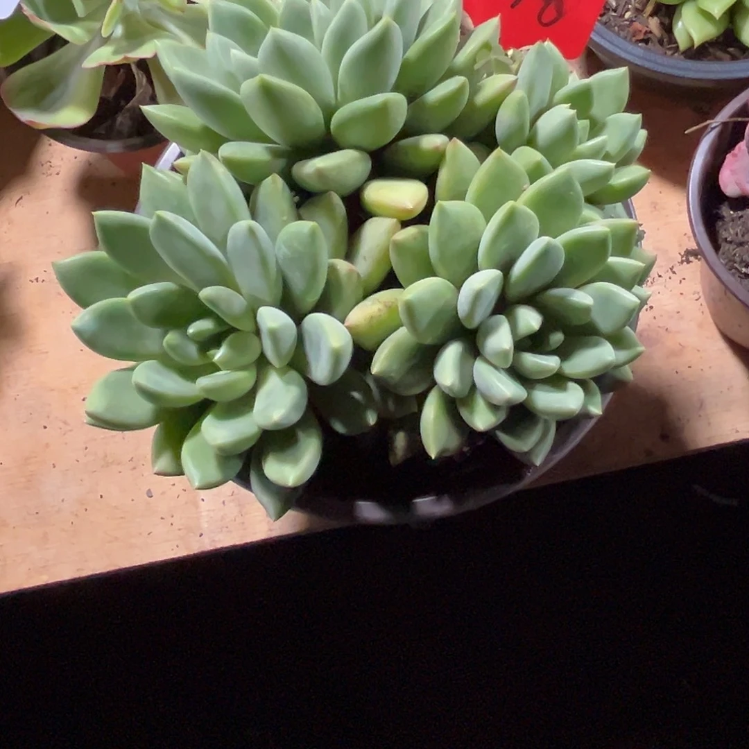 开***扬00000000000000002050