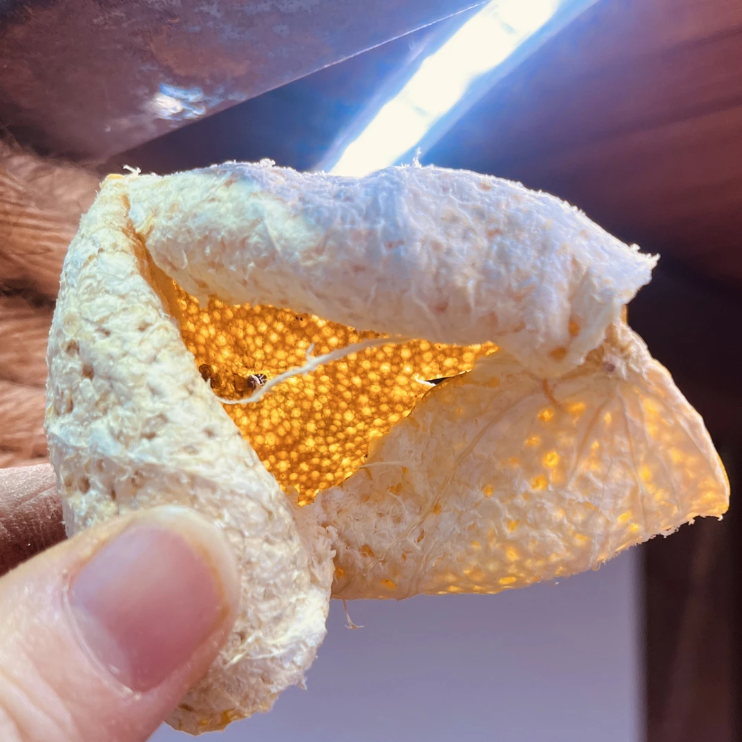 少量梅江老树冬后皮2025年（纯手工两刀立体卷花）12月22日采摘