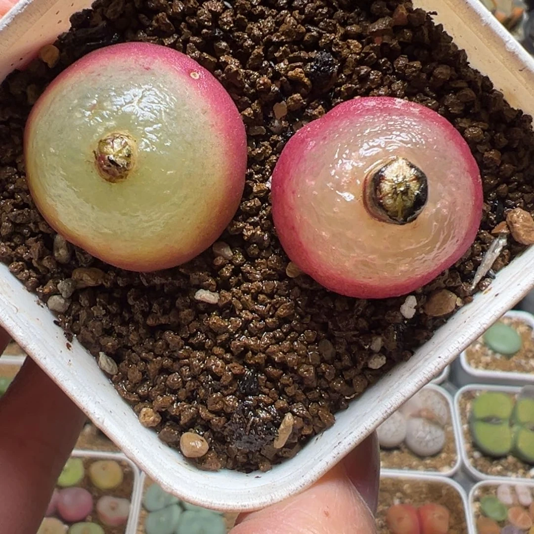 2.8厘米➕2.5厘米一组多肉