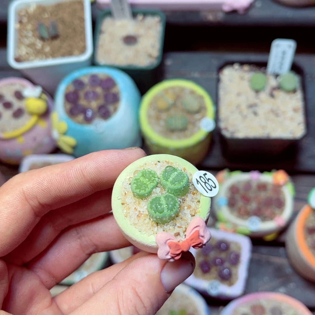 185生石花带盆发