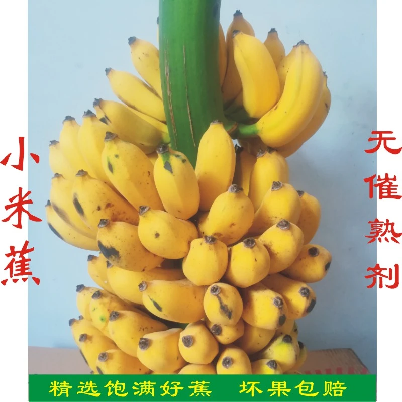 广西小米蕉一整串带杆香蕉当季新鲜水果