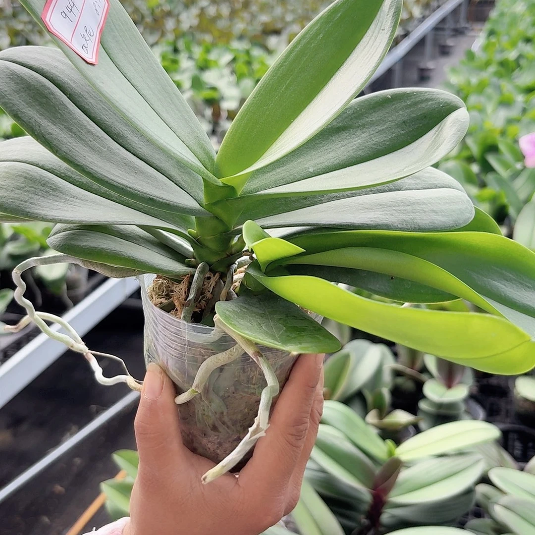 无花朵白一颗双头高品质