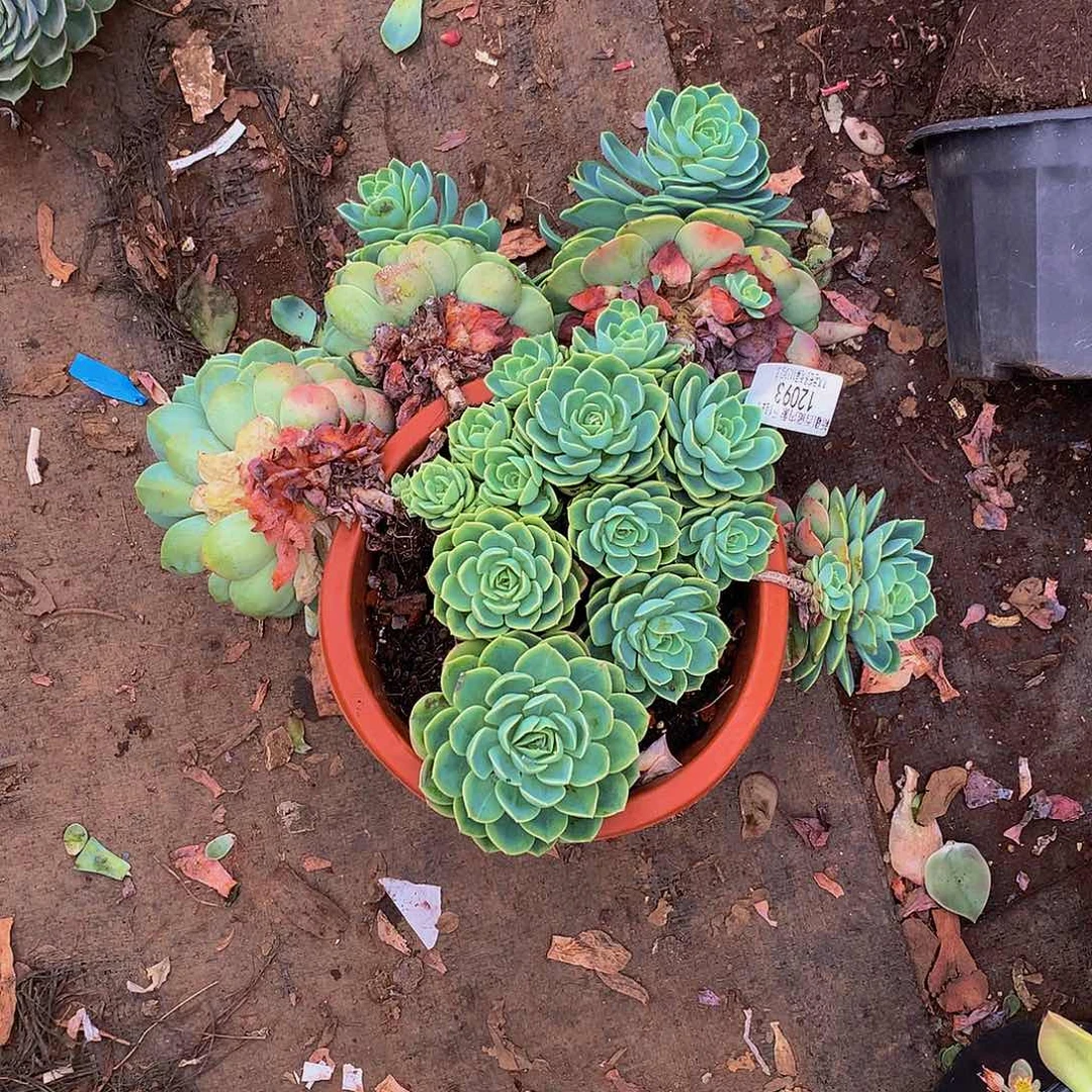 长***尼   哈密瓜多肉12093