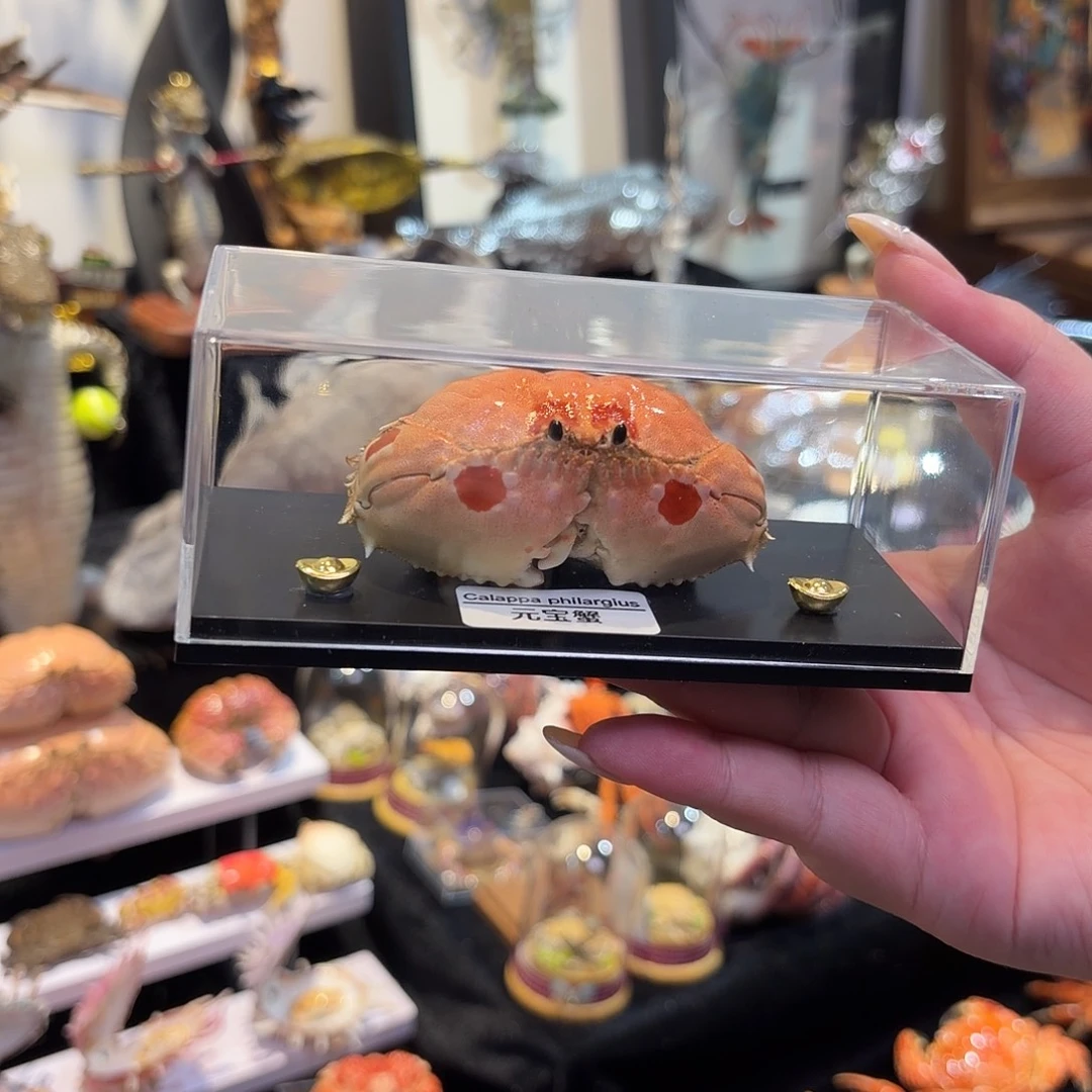 真实元宝逍遥馒头标本