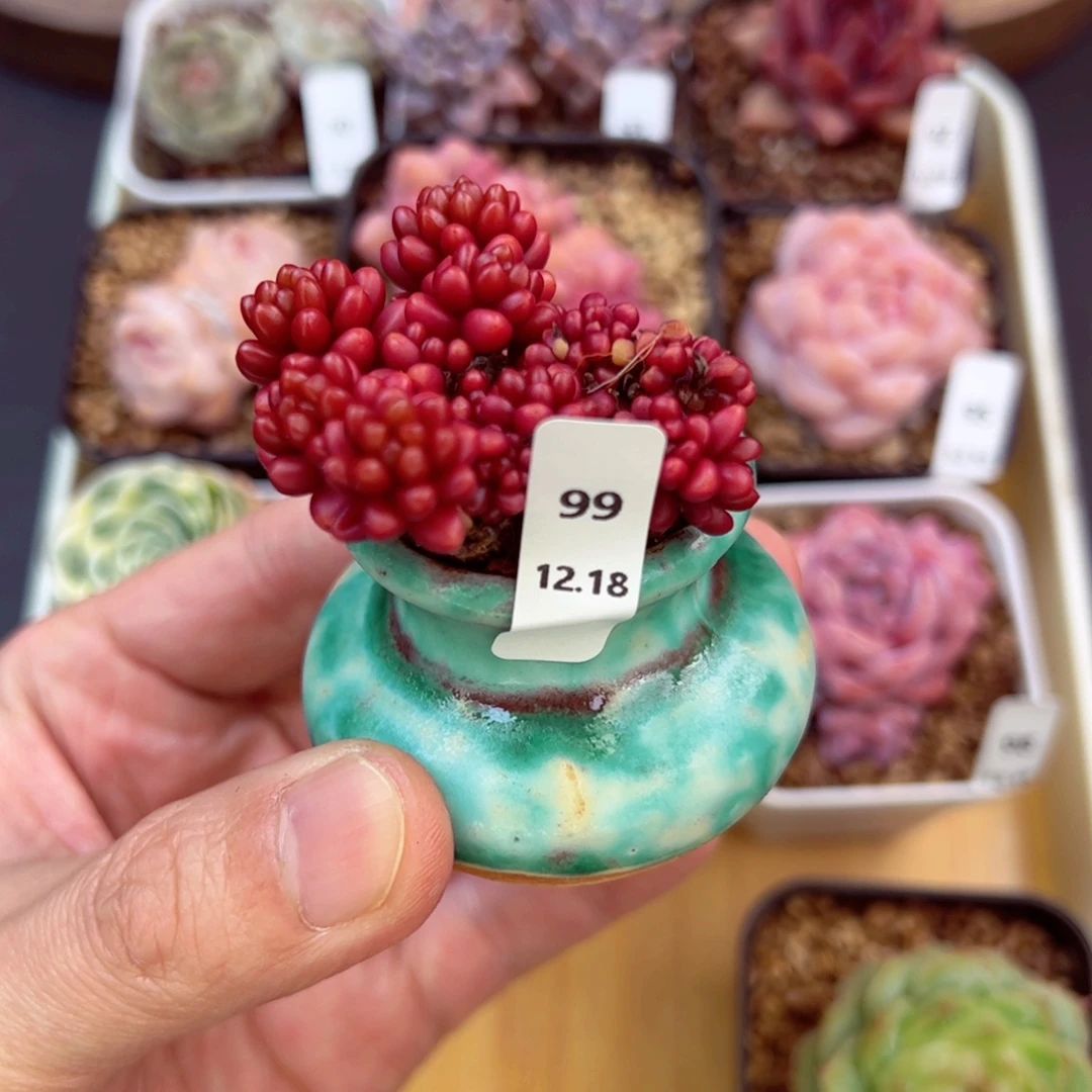 好好看99，哈哈哈哈