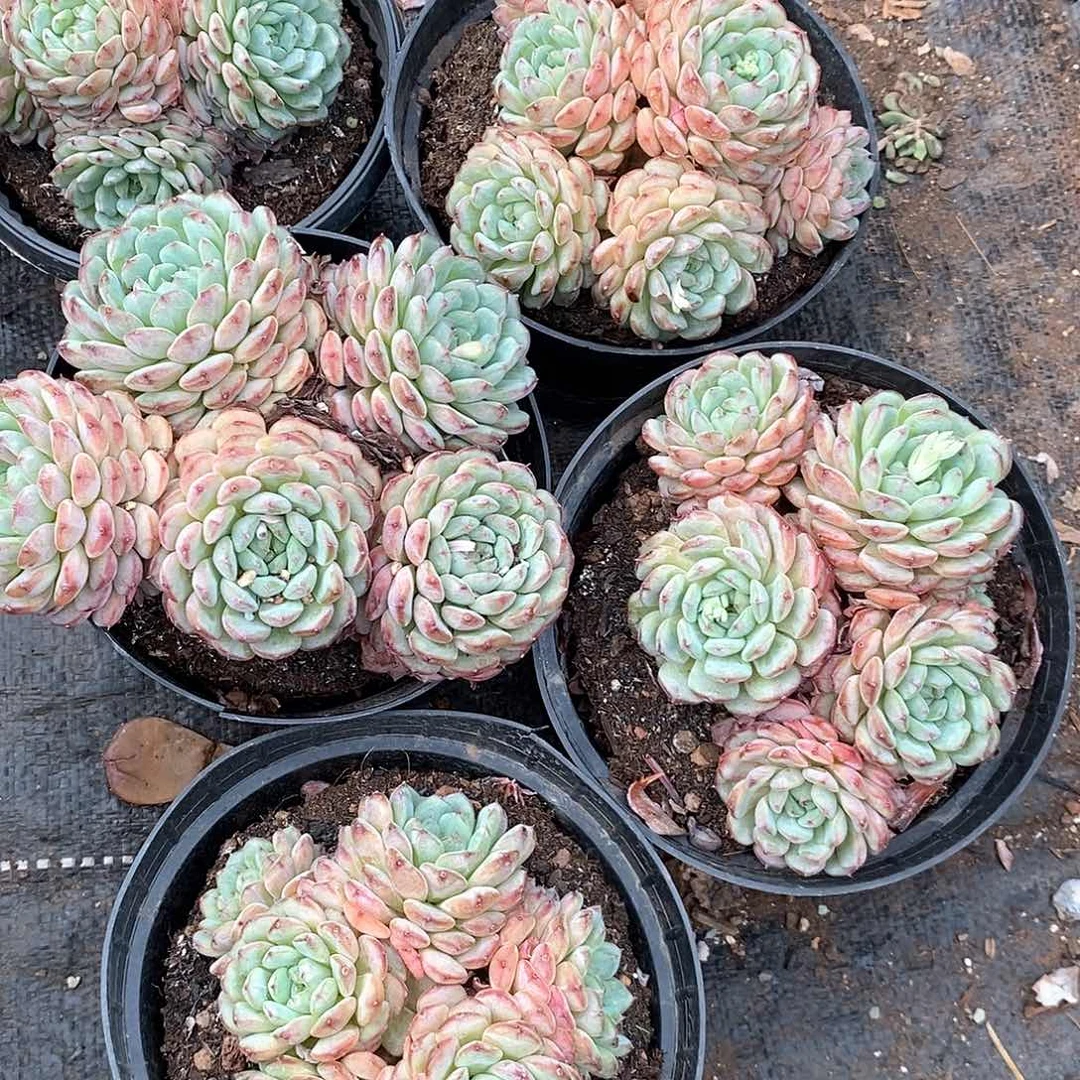 白胖子1颗带盆带土