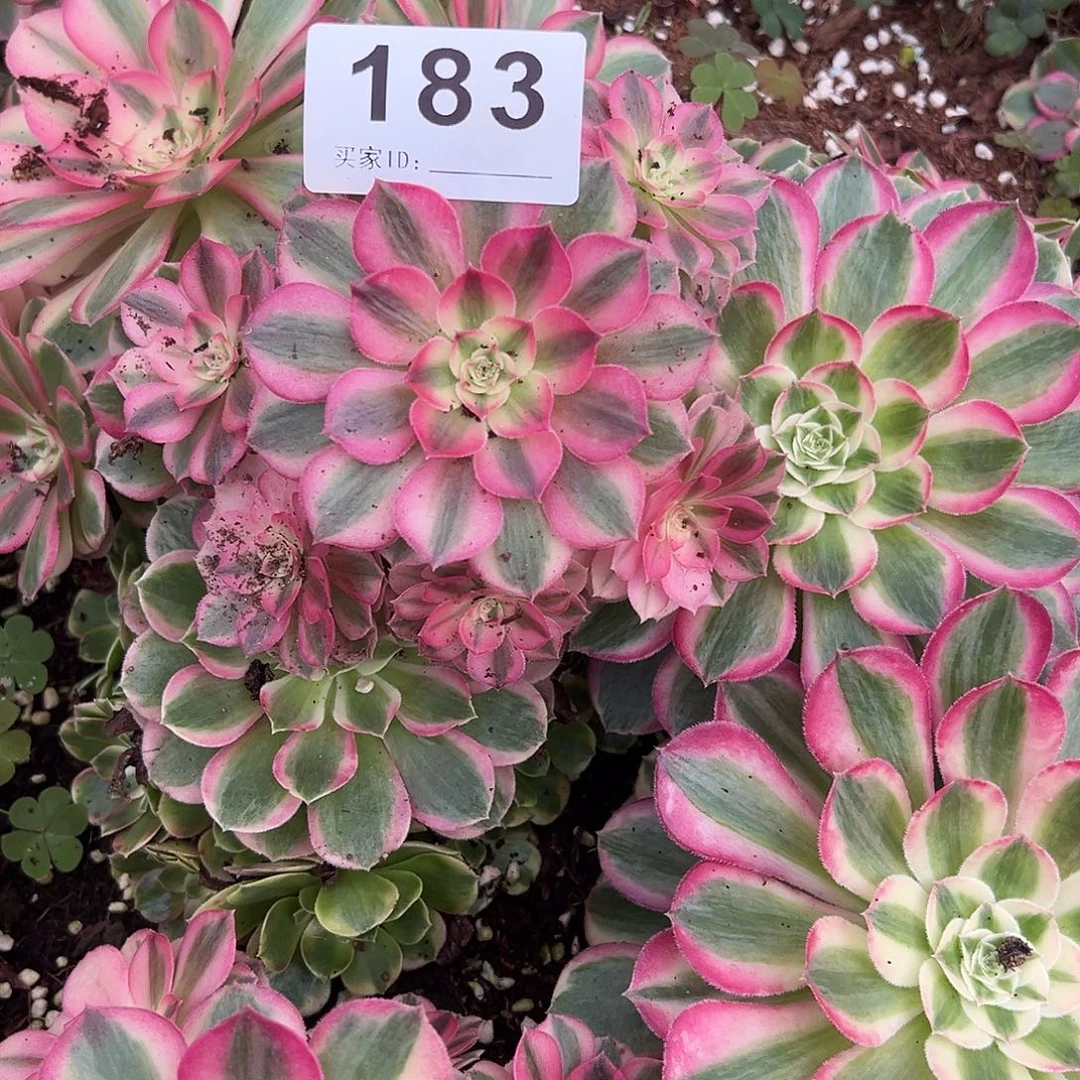 精品多肉植物183倾城