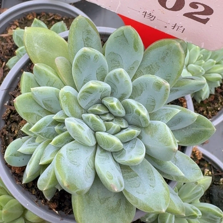 黛拉502多肉植物