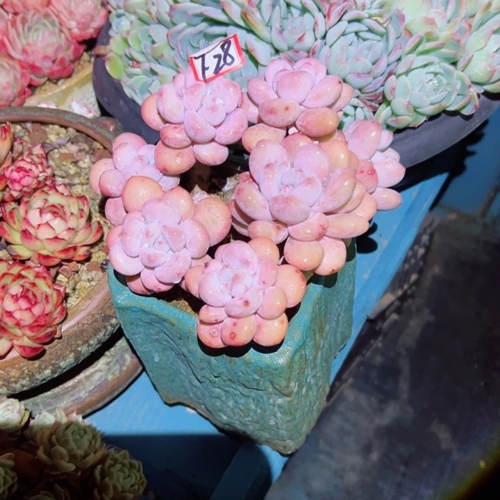 你****精品多肉植物老桩