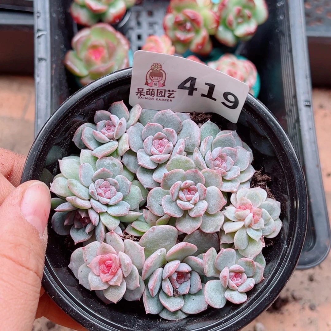 多肉植物多肉植物