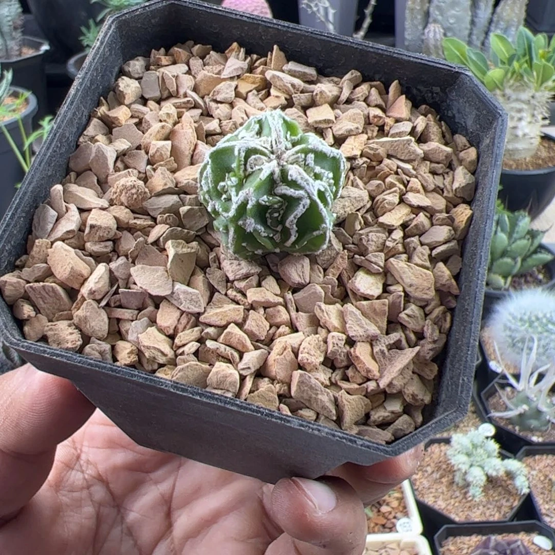 核桃鸾凤玉实生2.2一物一拍带盆发