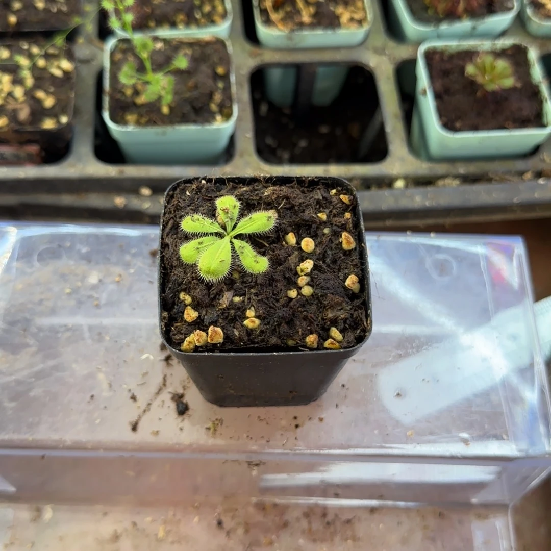 完全开放马格南球根毛