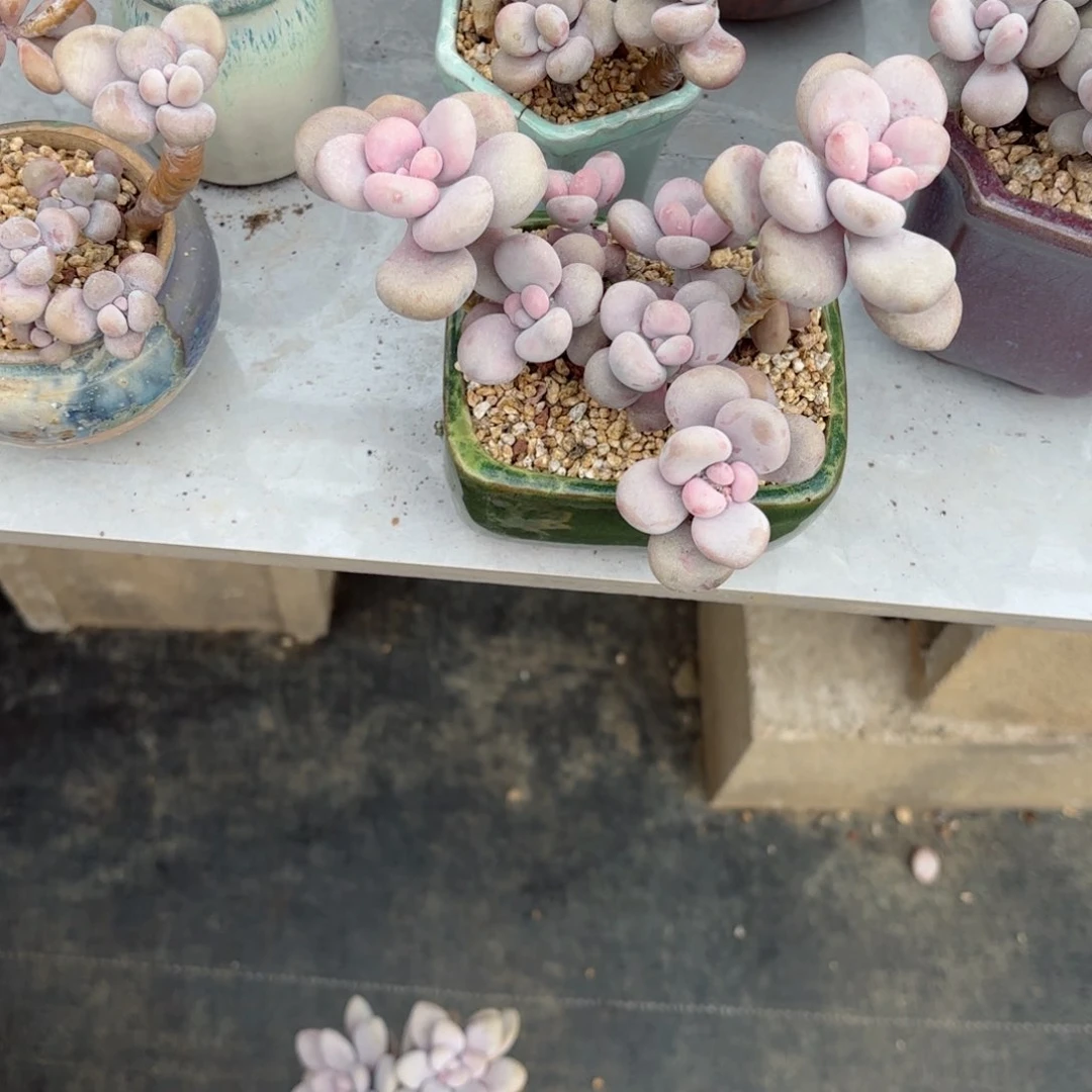 梦**境桃蛋28- 47。