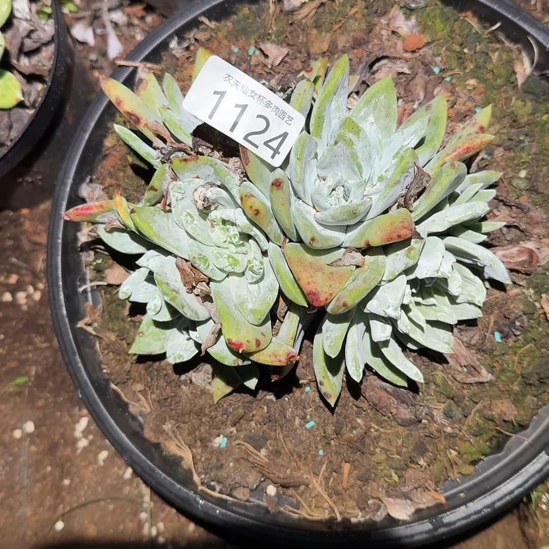 米***乐3代杂交仙女杯多肉福利补差