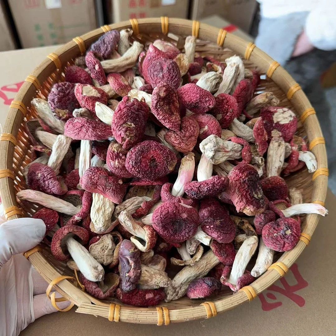 红面中标 云南蓝底野生红菇  送礼250g