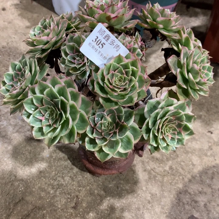 305莲花座多肉植物特价