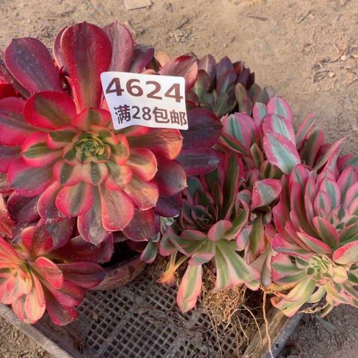 圣***店4624二号棚多肉植物A