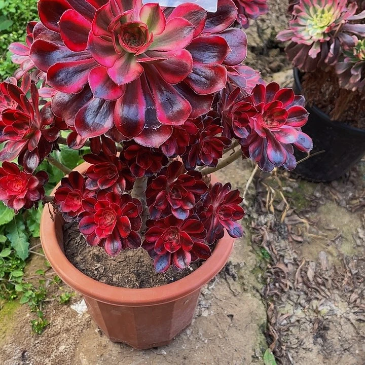 多肉法师965号香奈儿