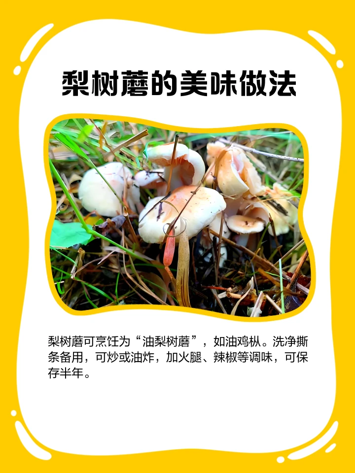 东北纯野生梨树磨新鲜现挖现发包邮