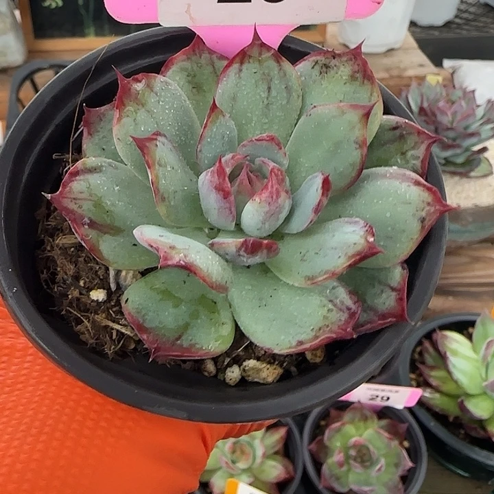 25 惊鸿仙子多肉植物
