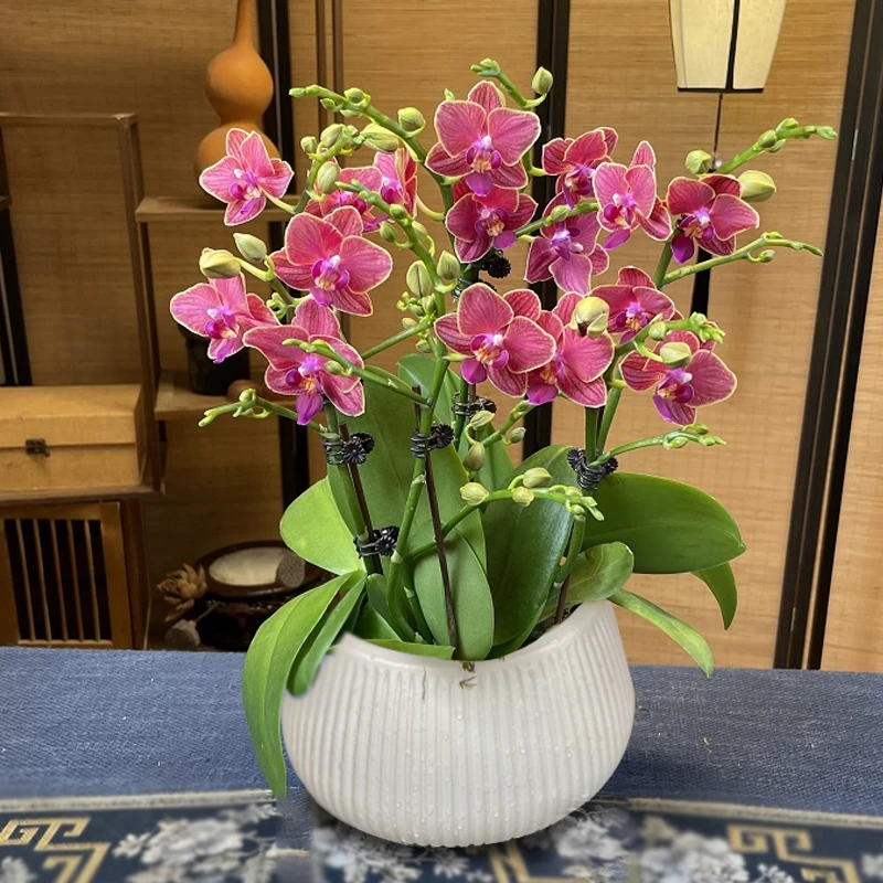 【送花盆】蝴蝶兰金边玲珑带花苞好养耐开绿植花卉