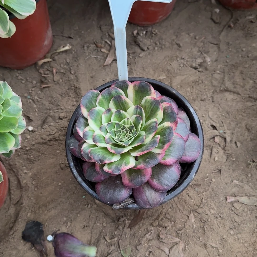 3-182纳福多肉法师