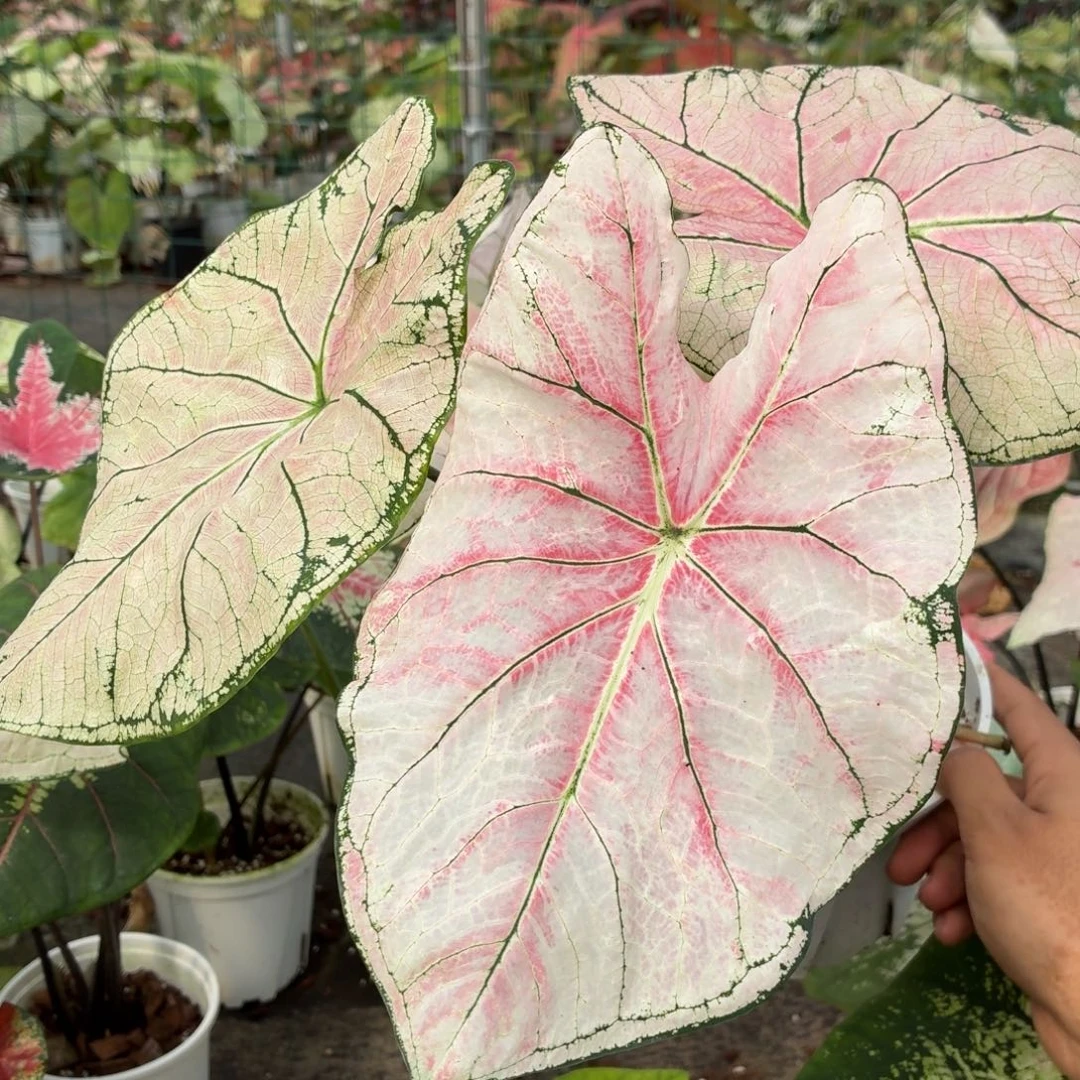 大部分花苞少量开放B324