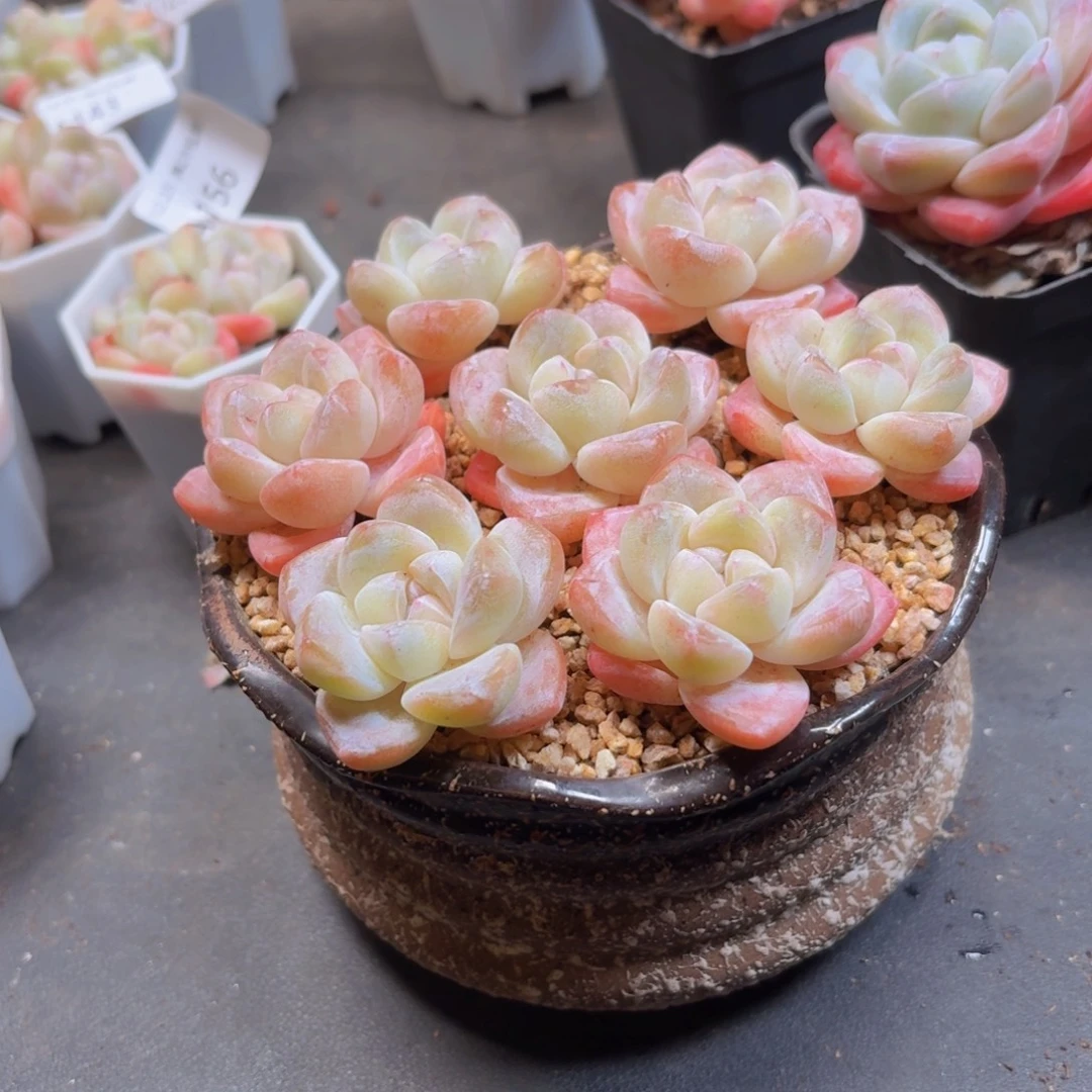 冰玉七颗脱土发货