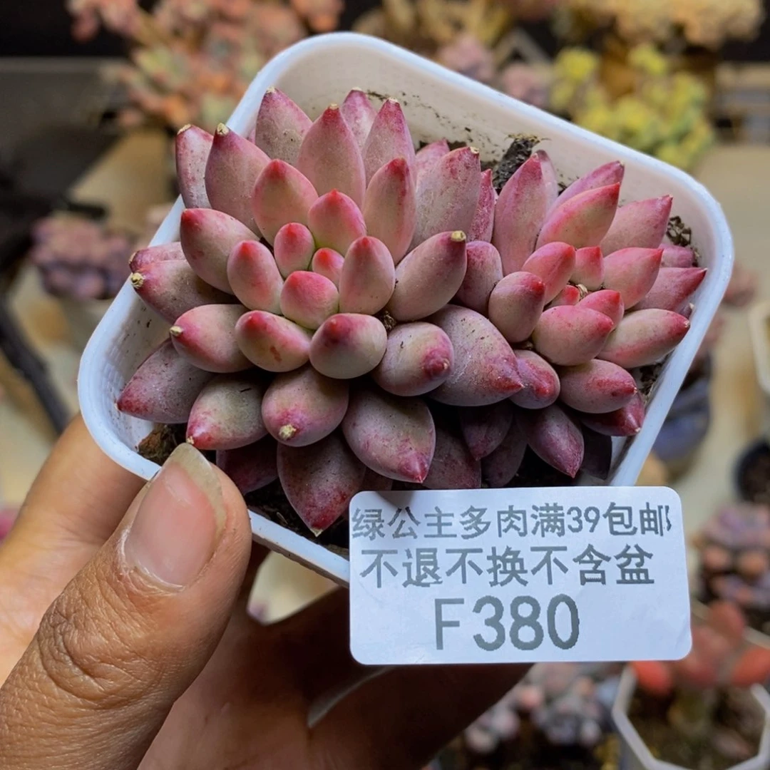 380金鱼姬多肉5c m