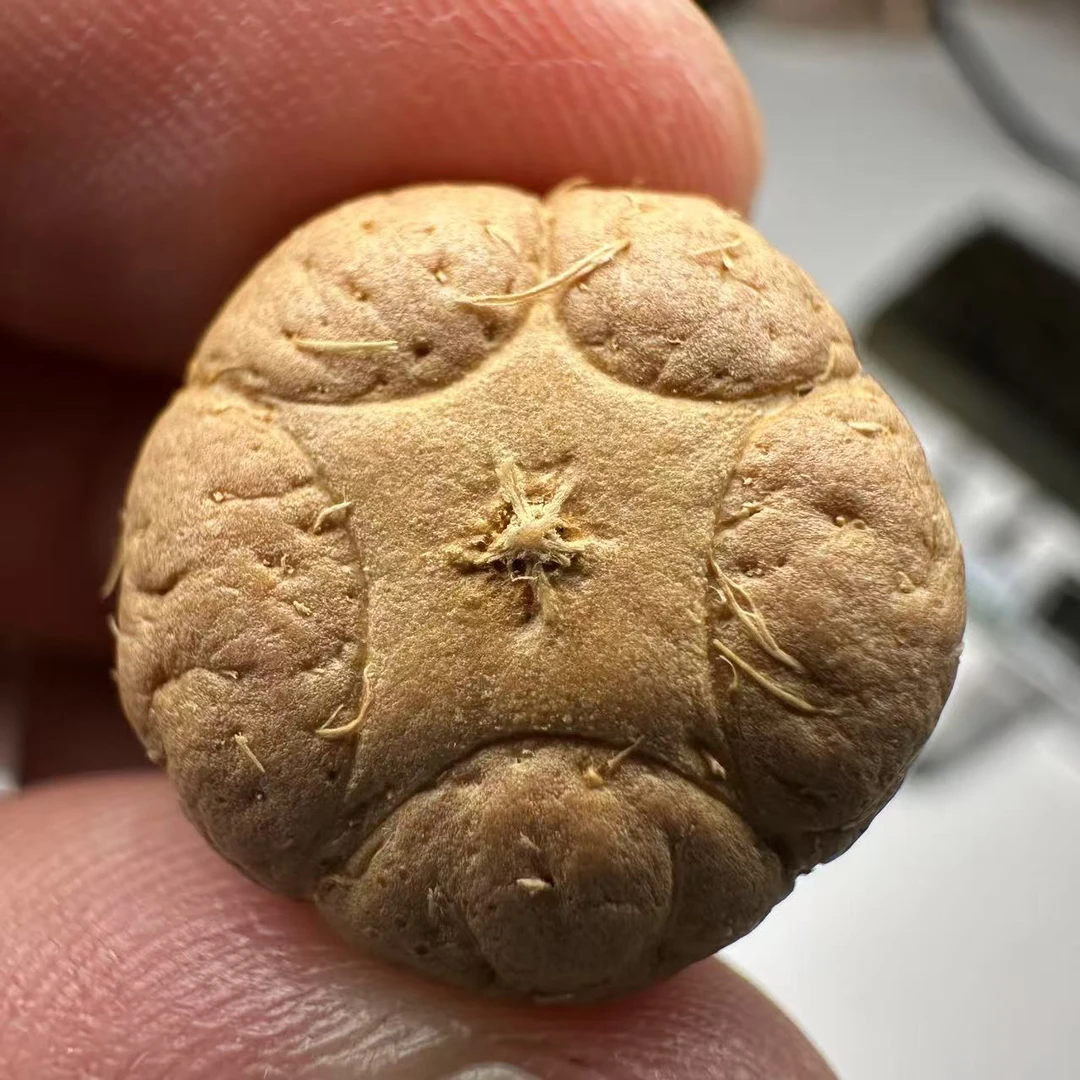 尼泊尔五星菩提，尺寸18，sss系列，货号125