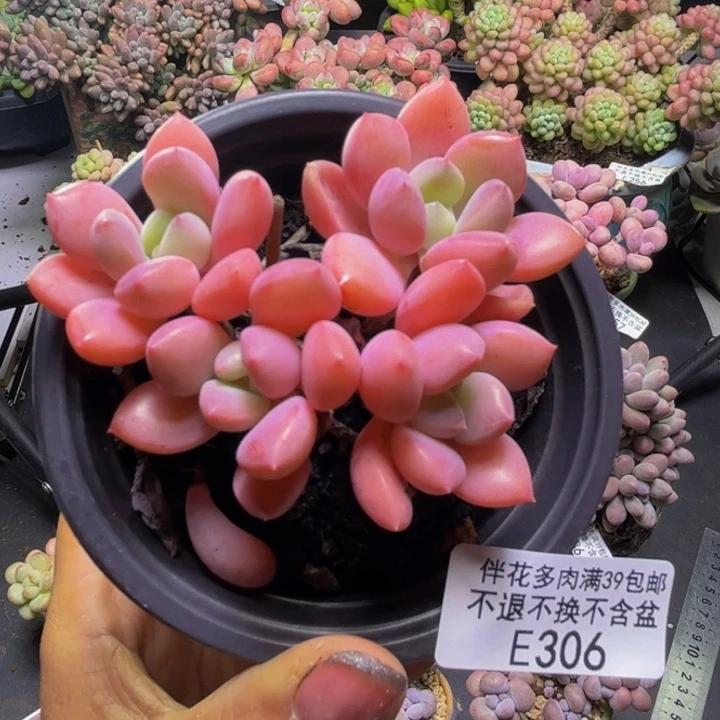 粉桃花306:8cm多肉