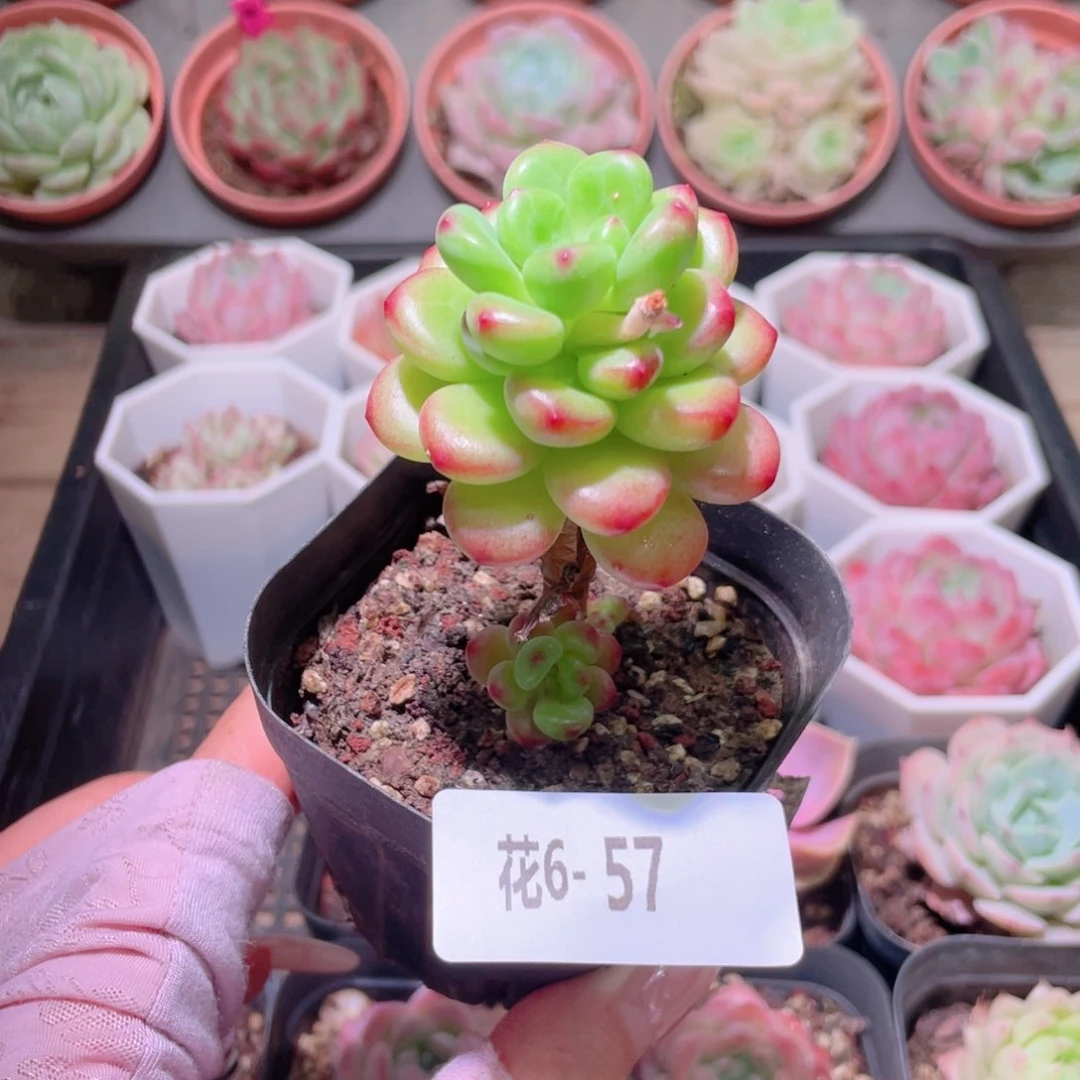 花利美6-57香格里拉