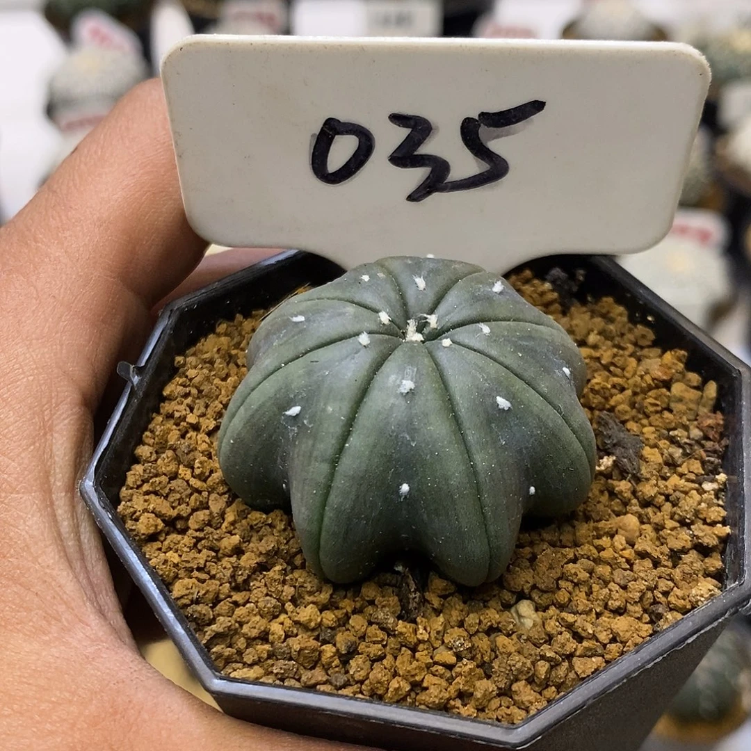 035琉璃海星福利特价啦