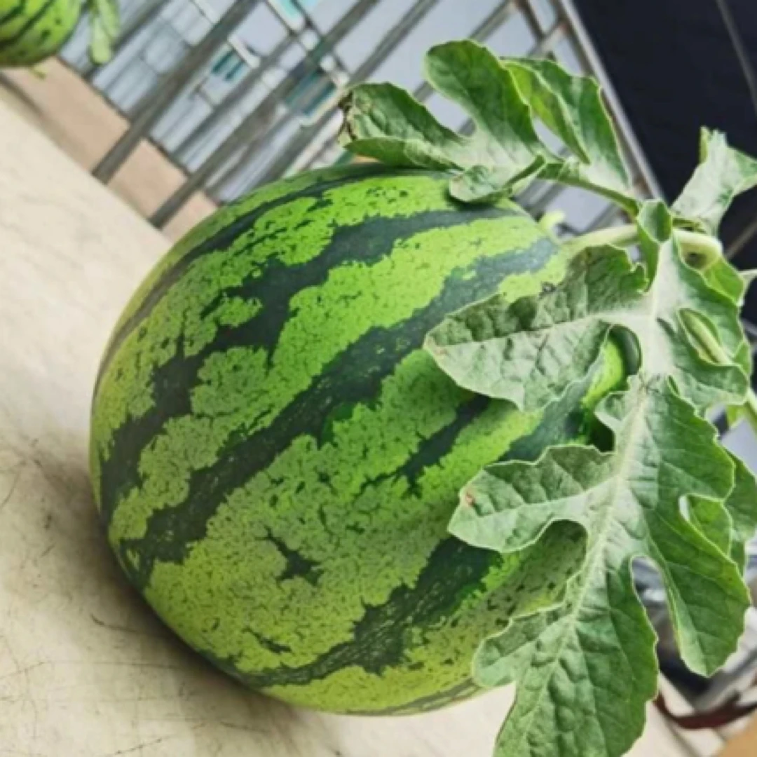 上海红义8424西瓜7斤起正宗礼盒装头藤西瓜新鲜水果产地直发新鲜当季上海市