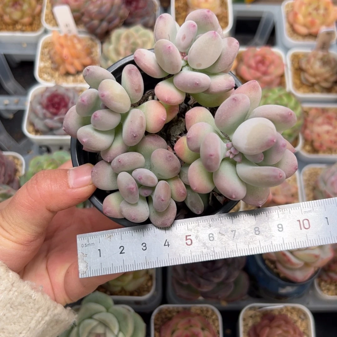 c**?767 多肉植物组合盆栽