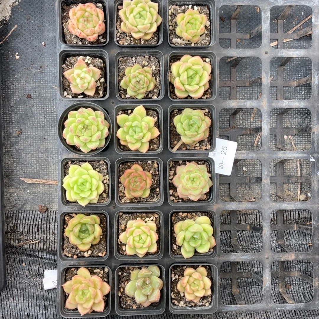 右七一物一拍18颗28-25