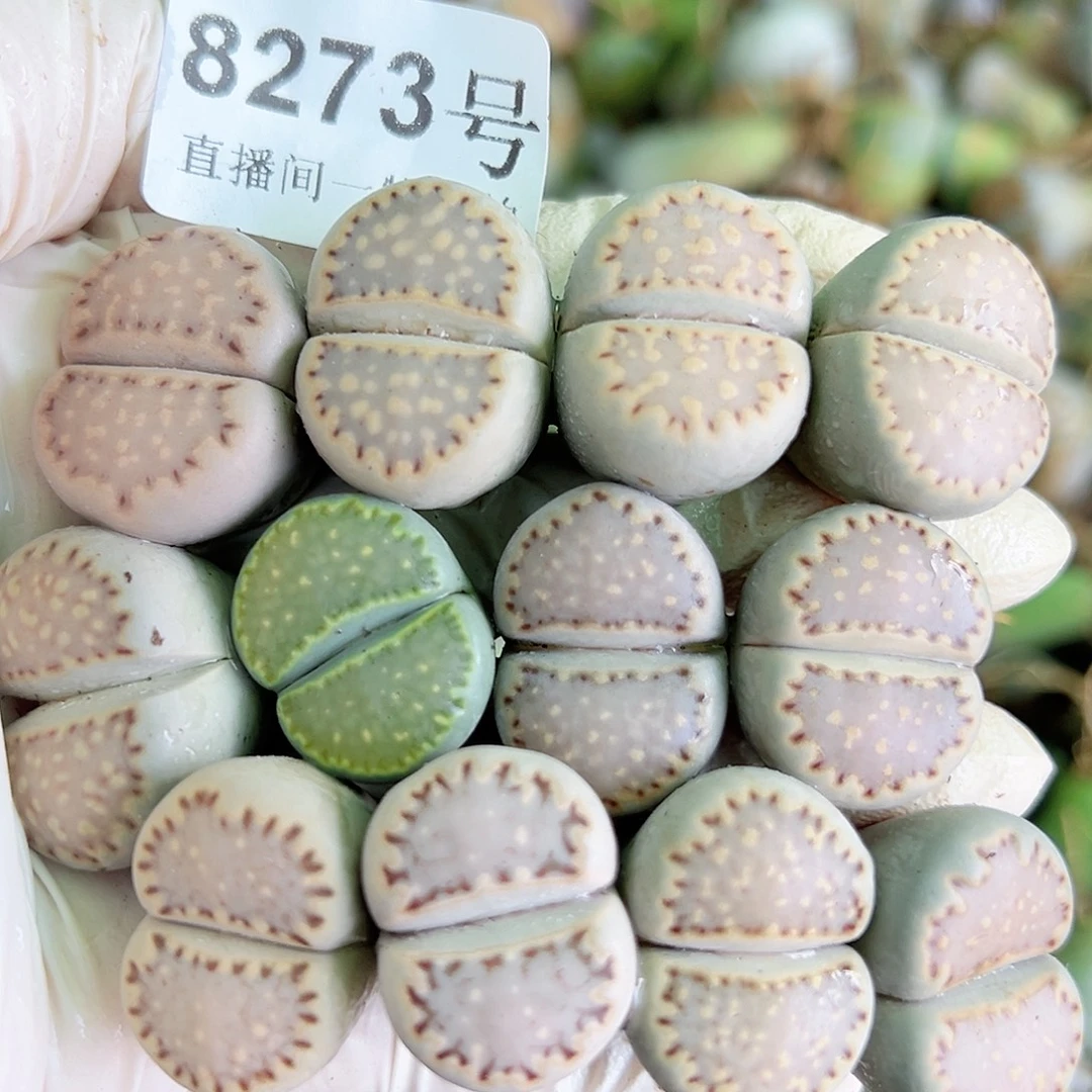 8273五年大饼干12个2cm左右