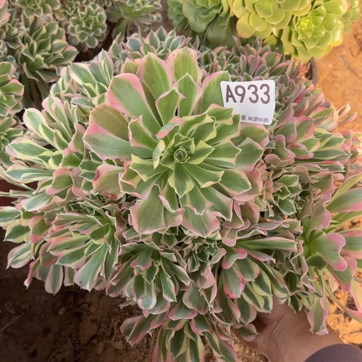 白凤多肉植物933.