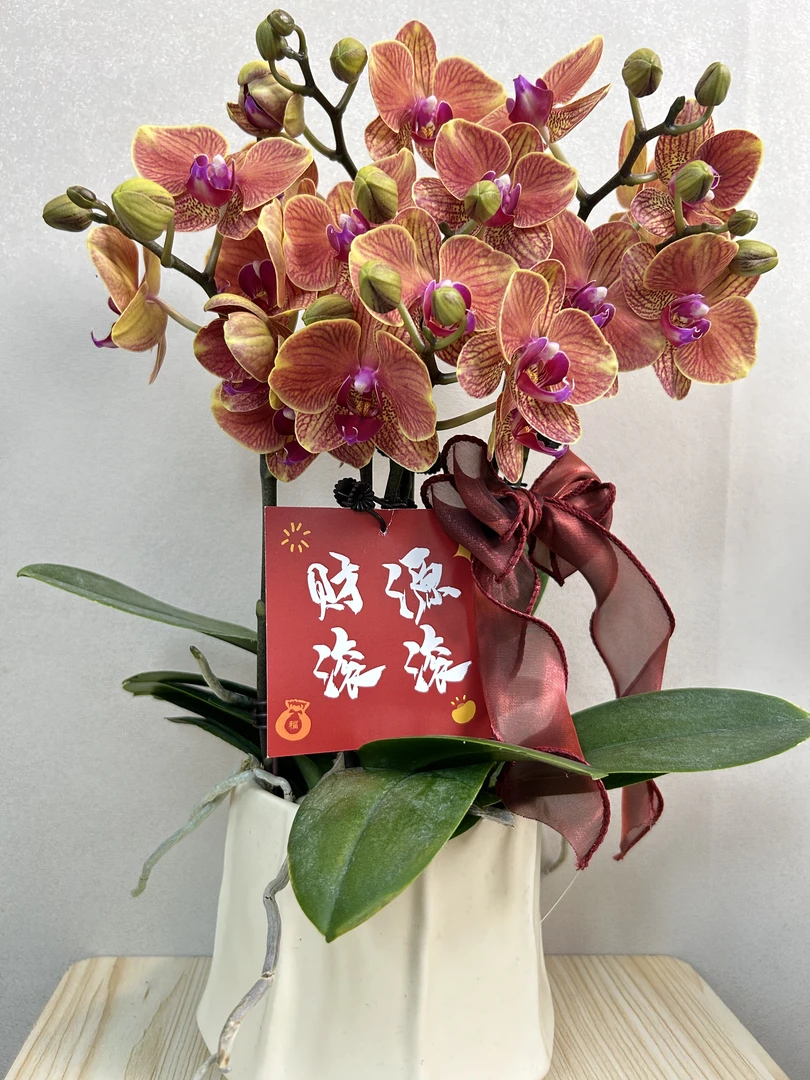 蝴蝶兰《吉利》4大支精品带花带花苞耐寒基地直发