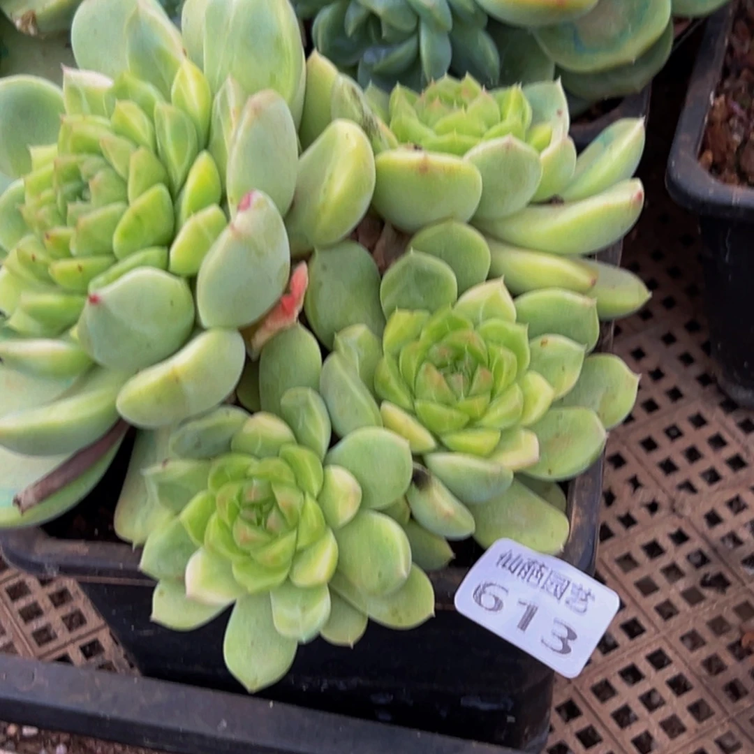 l***n613多肉的小龙虾和一个