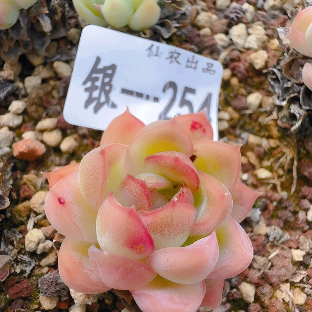 七代，254，仙农出品