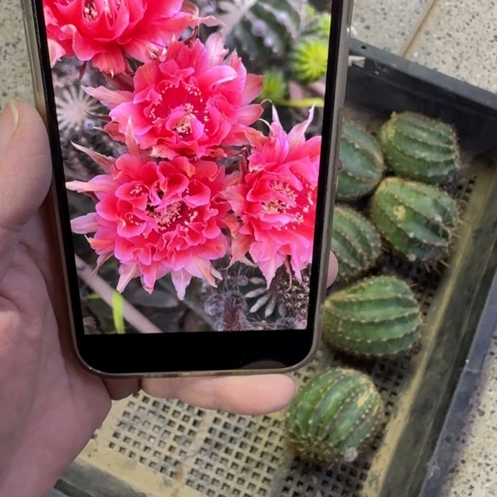 234彩草舞裙歪无根侧牙4公分左右，20包邮