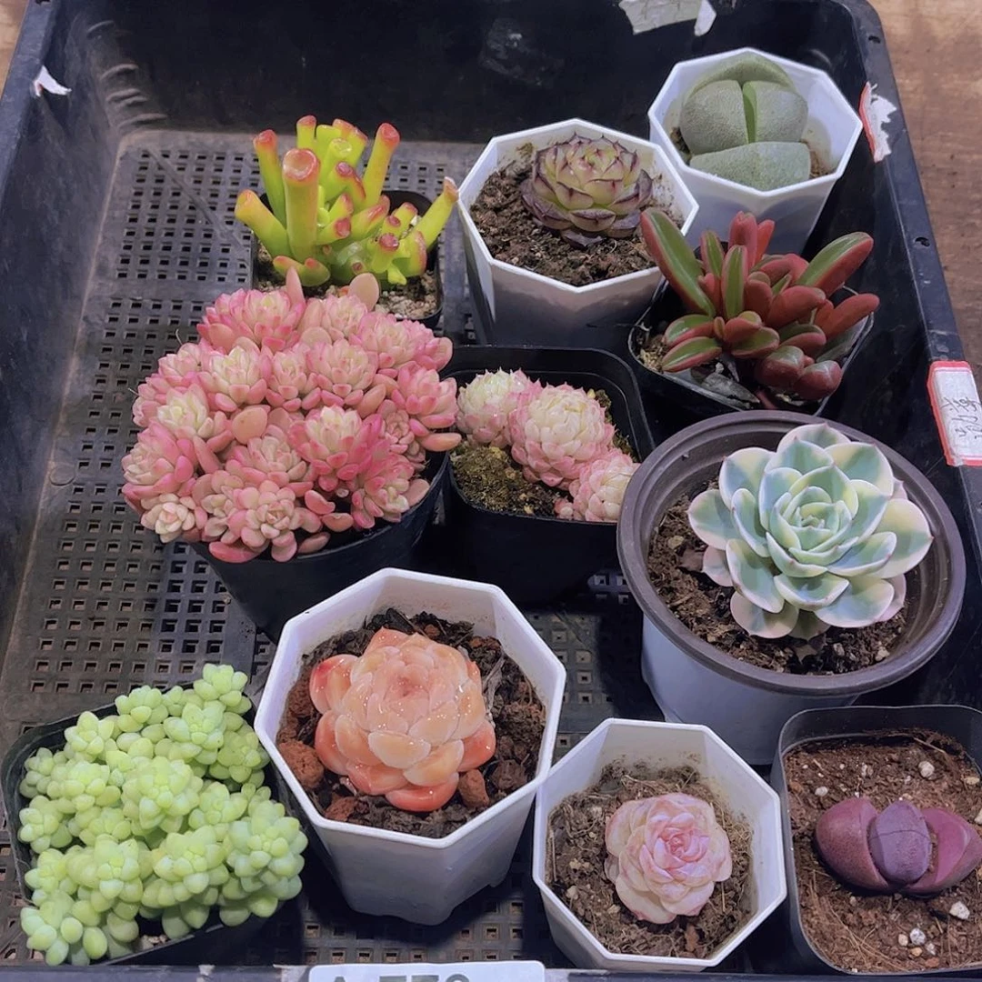 多肉779多肉植物