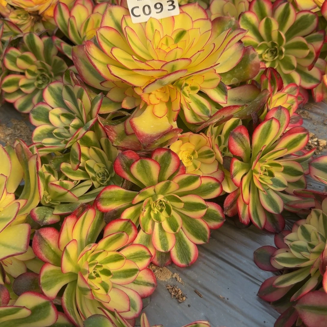 093荔枝。多肉植物