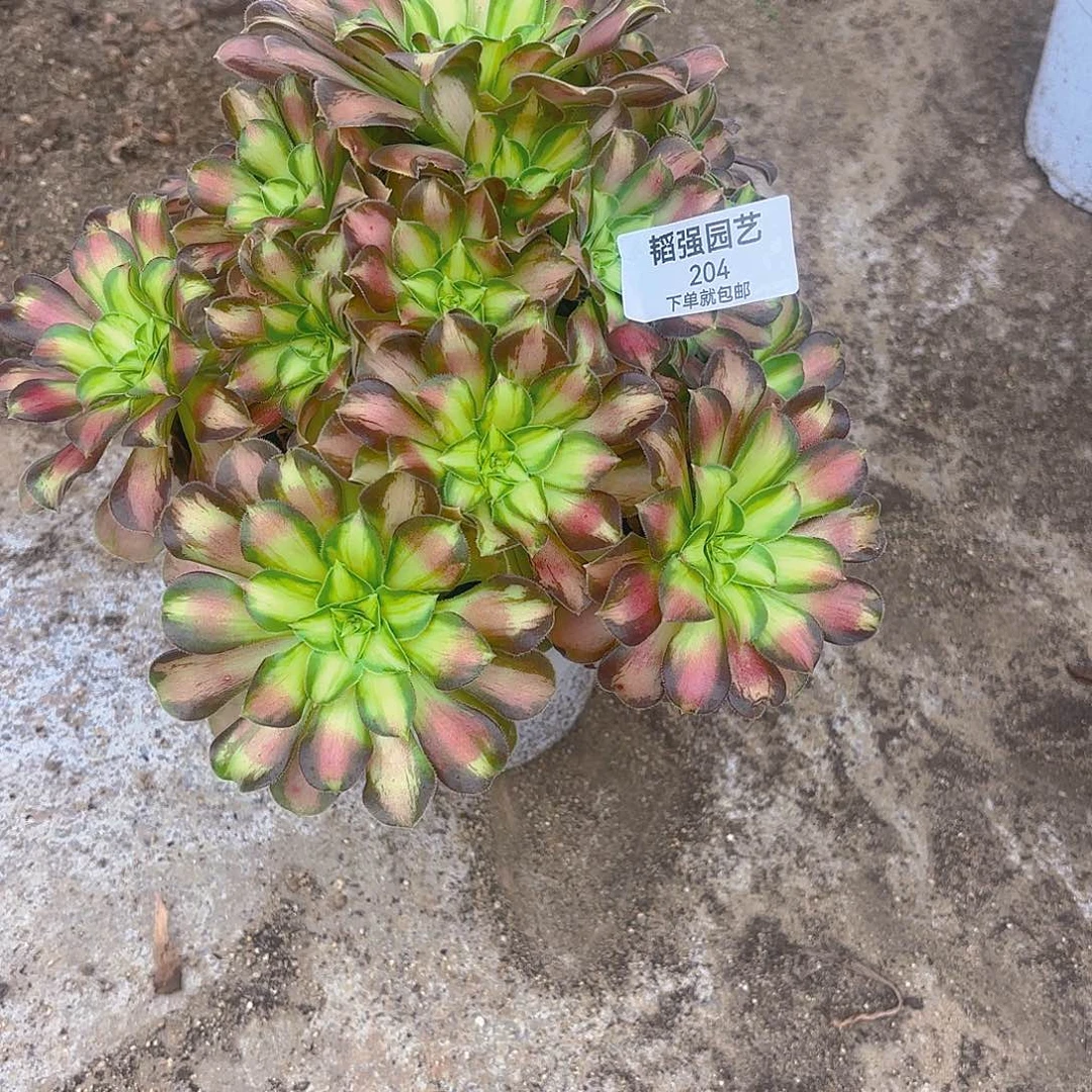 韶华手捧多肉植物204