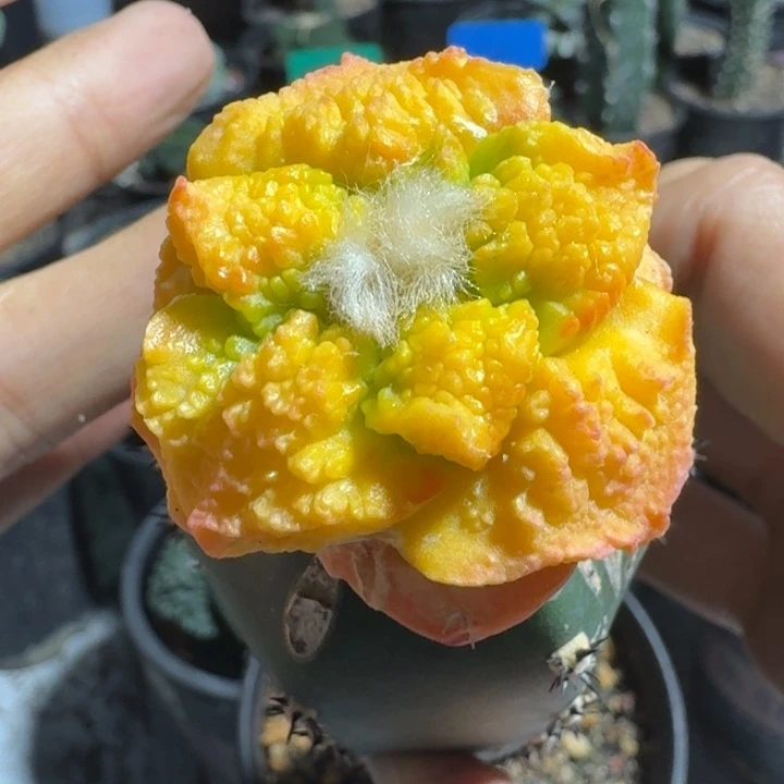 哥斯拉锦苗接仙人球