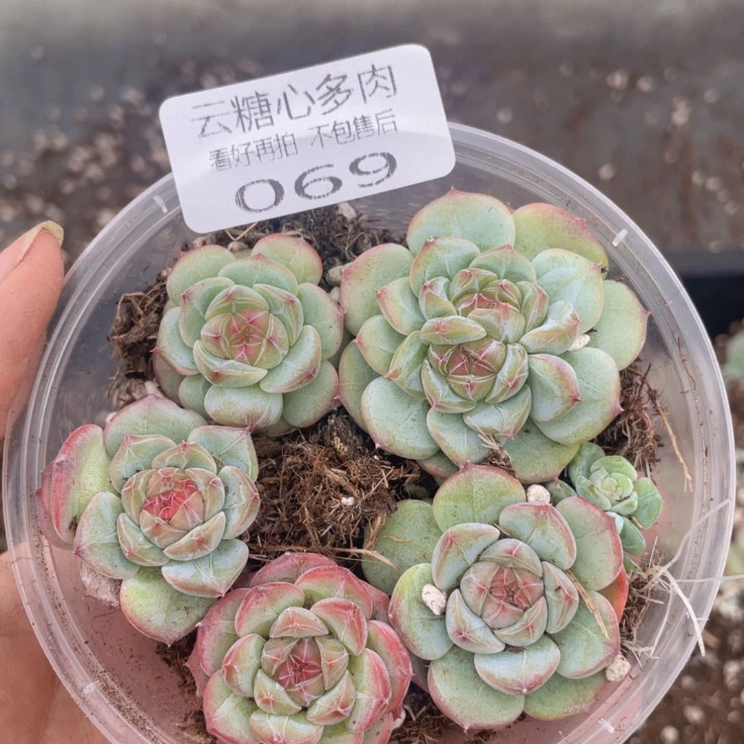 云糖心多肉植物69