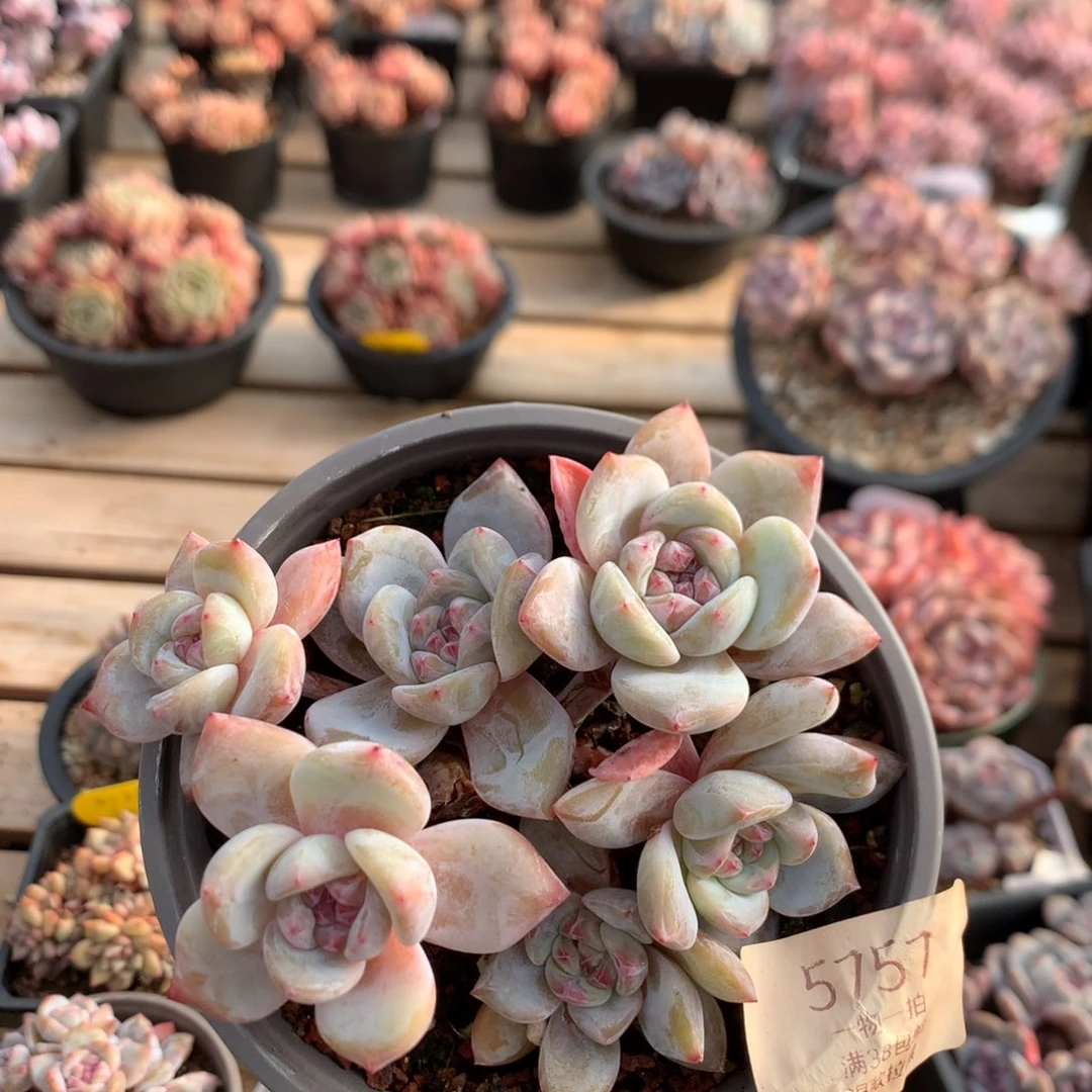 12厘米六头有砍油脸粉溏心石榴籽 5757