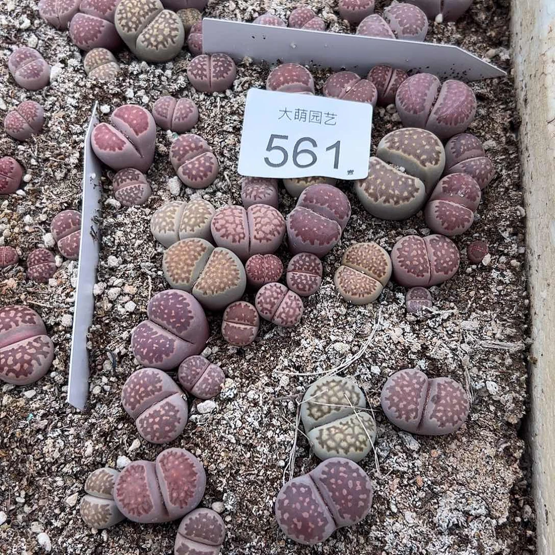 清框脱土发无售后默认有疤。561